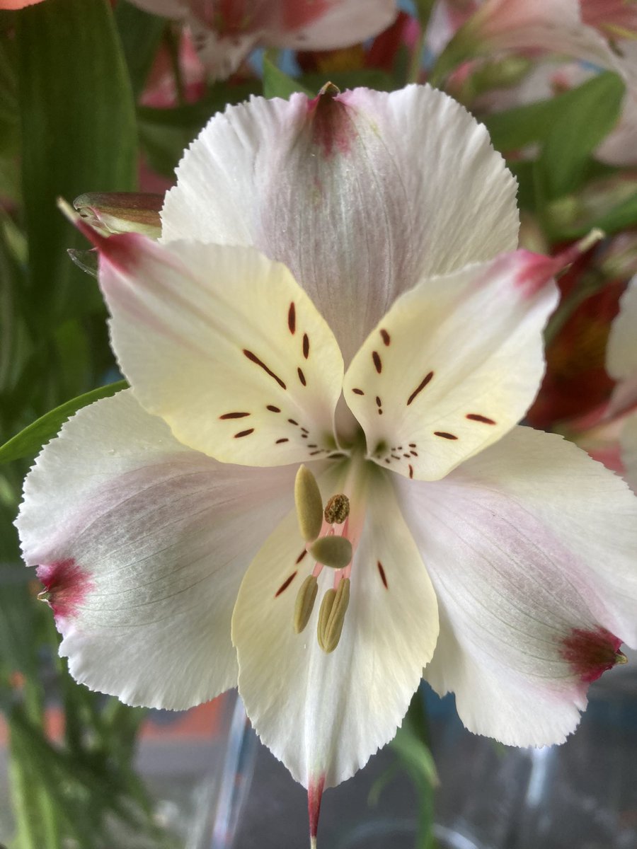 🥂One of our Cream varieties ‘Champagne’ - Drink her in through your eyes!🌸#flowersphoto #flower #Flowers #GardeningX #Alstroemeria #britishflowers #britishflowersrock #GrownNotFlown #flowergrower #beautifulflowers #florist #localflowers #sustainableflowers #ukgrown #freshflower