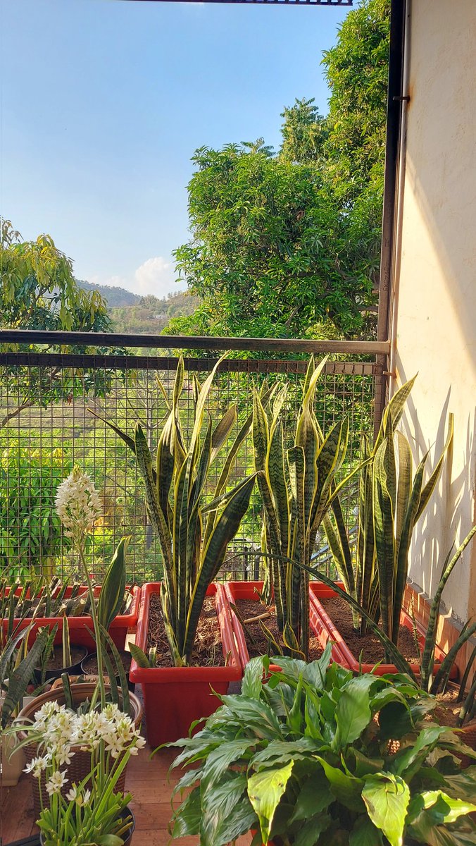 flowerLovers22's tweet photo. https://t.co/jzfwzM1IN9
In the silent strength of the snake plant, find resilience rooted in elegance. https://t.co/nC1D4YLqlr