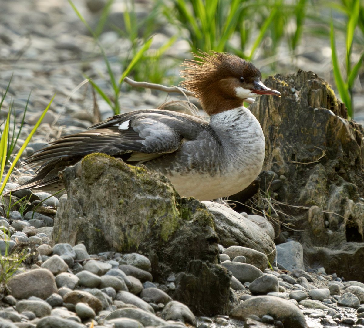 Merganser on the riverbank.  She finished her bathing and grooming, time to dry off. #birds #BirdsSeenIn2024 #BirdsOfX #ducks #Parksville #NaturePhotography