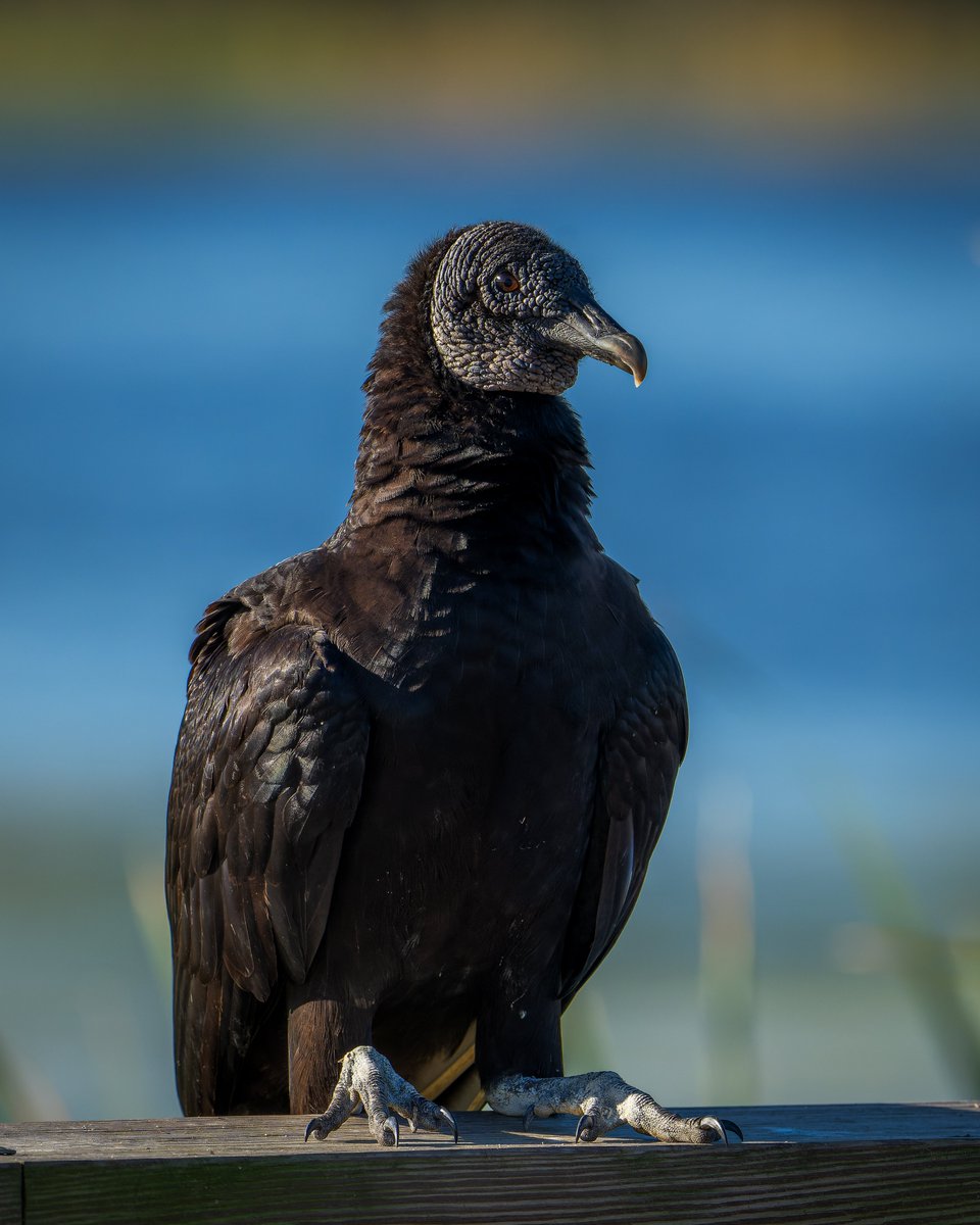 Black Vulture resting on the boardwalk...
#photography #wildlifephotography #NaturePhotography #thelittlethings