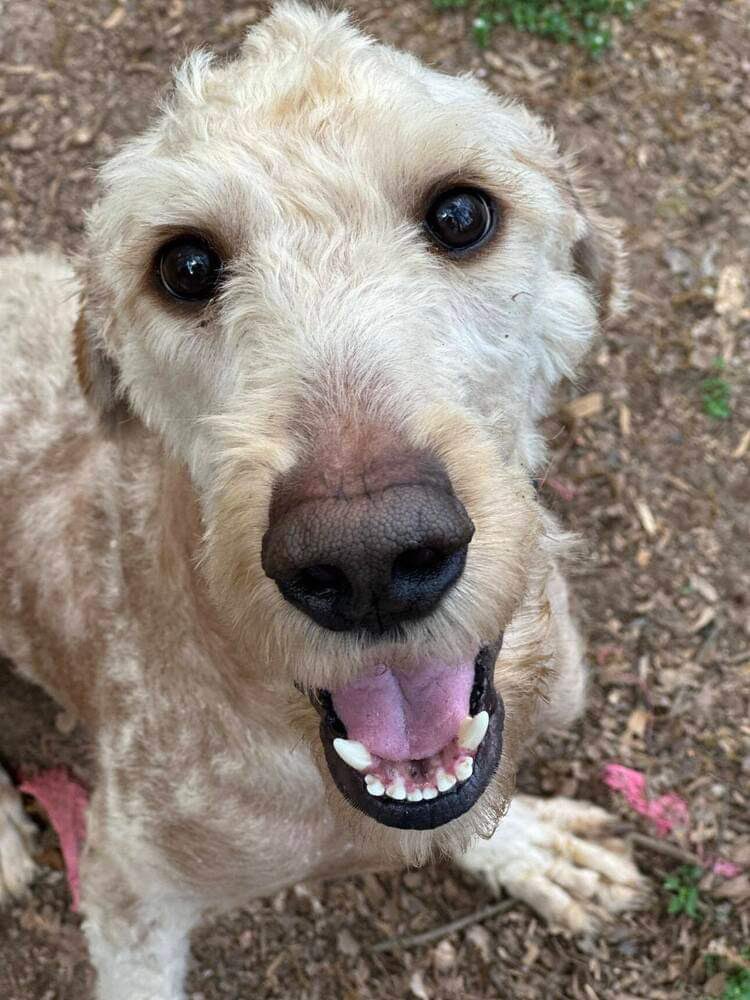 From tragedy to triumph, Tuna Doodle Casserole’s journey is the epitome of inspiration! 🌟 After being subjected to a life of starvation and torture, his ‘owners’ decided they didn’t want him anymore. They threw him in their car and dared to bring him to the local👇