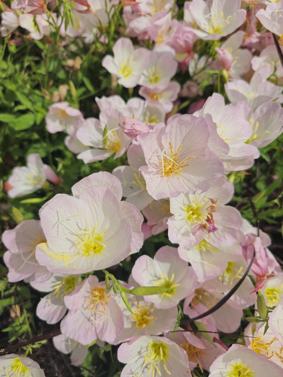 Found some pretty flowers 🌸