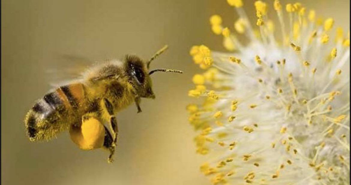 Honey bees have 170 odor receptors that enable them to recognize relatives, socialize within the hive and find food. Their sense of smell is so precise that they can distinguish between hundreds of different plant varieties.