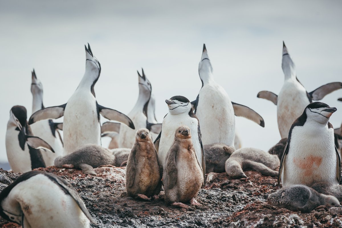 Quark Expeditions (@quarkexpedition) on Twitter photo Happy #WorldPenguinDay 🐧 Check out some of our favorite penguin photos!
Share your favorite penguin photo in the comments below. We'd love to see them!
Visit our partners at <a href="/Penguin_Watch/">Penguin Watch</a> to support conservation efforts. They manage the Penguin Watch citizen science project, Happy #WorldPenguinDay 🐧 Check out some of our favorite penguin photos!
Share your favorite penguin photo in the comments below. We'd love to see them!
Visit our partners at <a href="/Penguin_Watch/">Penguin Watch</a> to support conservation efforts. They manage the Penguin Watch citizen science project,