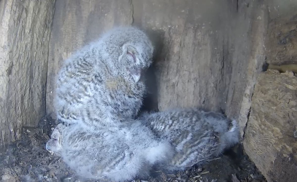 Pancake owlets! These three are eating really well at the moment with lots of prey coming in. In fact they are so full, they are just crashed out! #YewView