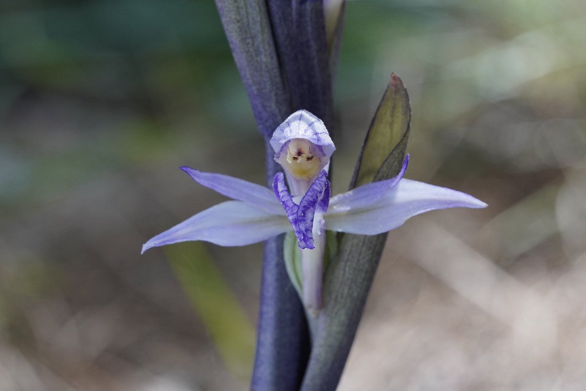 2/52 #OrchidsOfRhodes April 2024 #AnOrchidAWeek

Violet Limodore (Limodorum abortivum)💜

Dancing on a carpet of pine needles, illuminated by a shard of light filtering through the forest canopy
#orchids #wildflowers