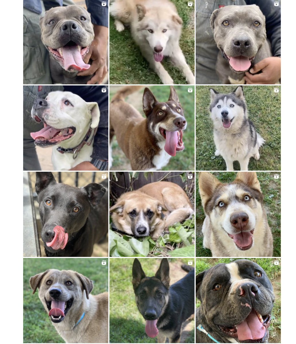 104 dogs have been placed on the list to be killed in Riverside CA with a deadline of 4PM TODAY Thursday April 25. In your worse nightmare you wouldn't think this would be possible, but it is. Please let's help get as many to safety as possible. Repost and share the original post