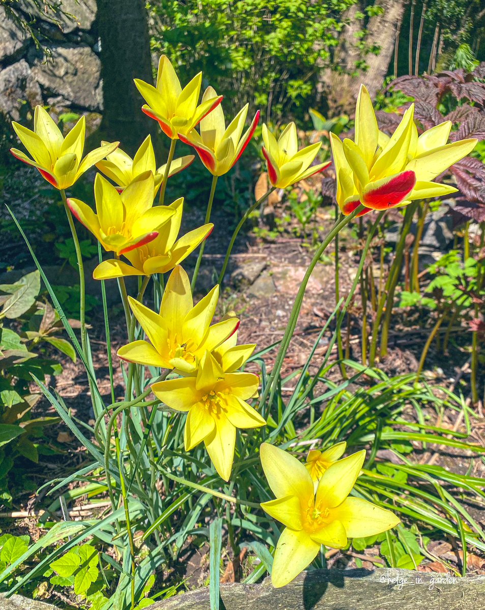 Tulip clusiana  in our spring garden.
#Flowers #nature #NaturePhotography #gardening #gardens #Norway  #plants #Spring2024 #NaturePhoto