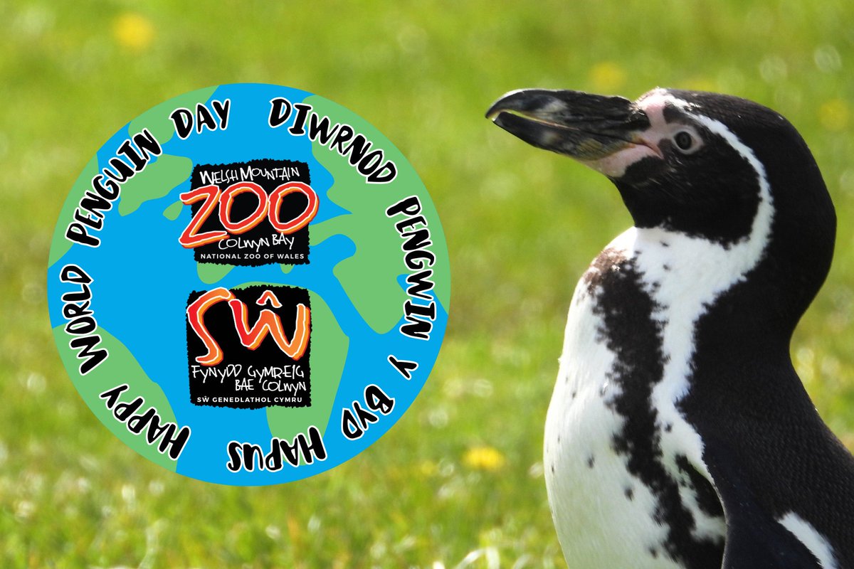Happy 🐧 World #Penguin Day 🐧 from the #WelshMountainZoo! Did you know that the history of the word 'Penguin' derives from the late 16th century Welsh 'Pen Gwyn', meaning 'white head' as a descriptor to the now extinct Great Auk's white winter plumage #SupportingConservation