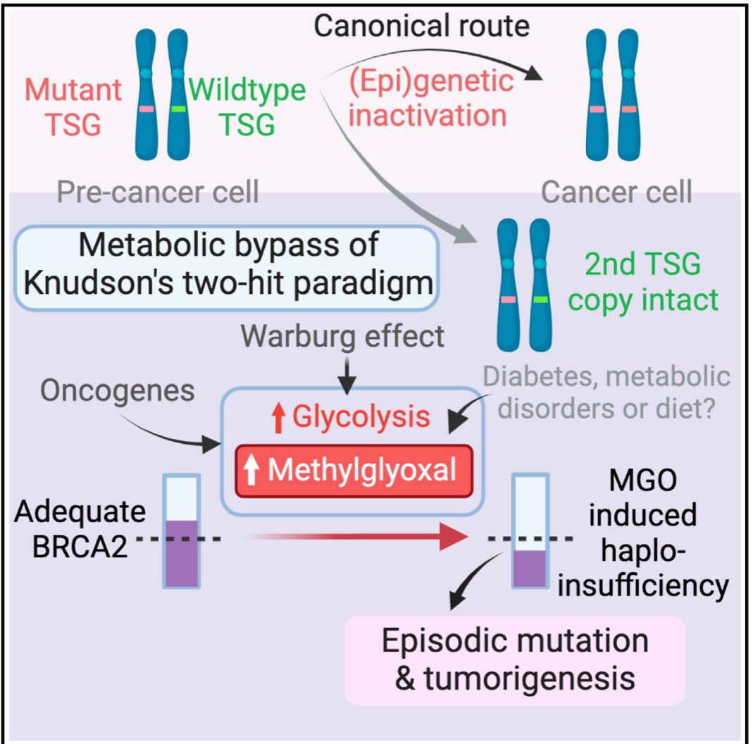 Ashok Venkitaraman & colleagues address a fundamental question that has plagued the BRCA field for years - why do individuals with monoallelic germline mutations of BRCA2 still get cancers like #PancreaticCancer, sans a classic “second hit”. Fantastic study tying aberrant