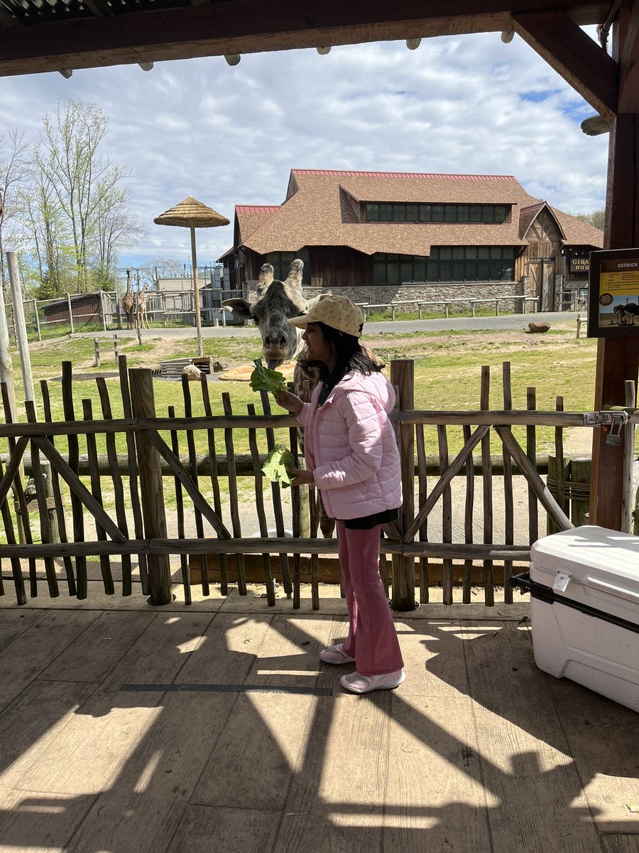 MsDiSilvestro's tweet photo. Fourth grade class trip to #TurtleBackZoo 💚💛 https://t.co/EGlrmDpuRH