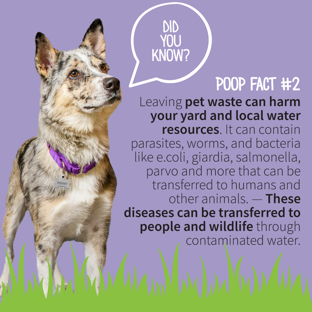 spcaoftexas's tweet photo. It's national scoop the poop week! Here are some stats about why it's so important to pick up after your pet. Let's help keep pets and local water safe! Encourage everyone to #scoopthepoop!
#nationalscoopthepoopweek #scoopthepoopweek #pickupafteryourpet #pettips https://t.co/RciATEZMks