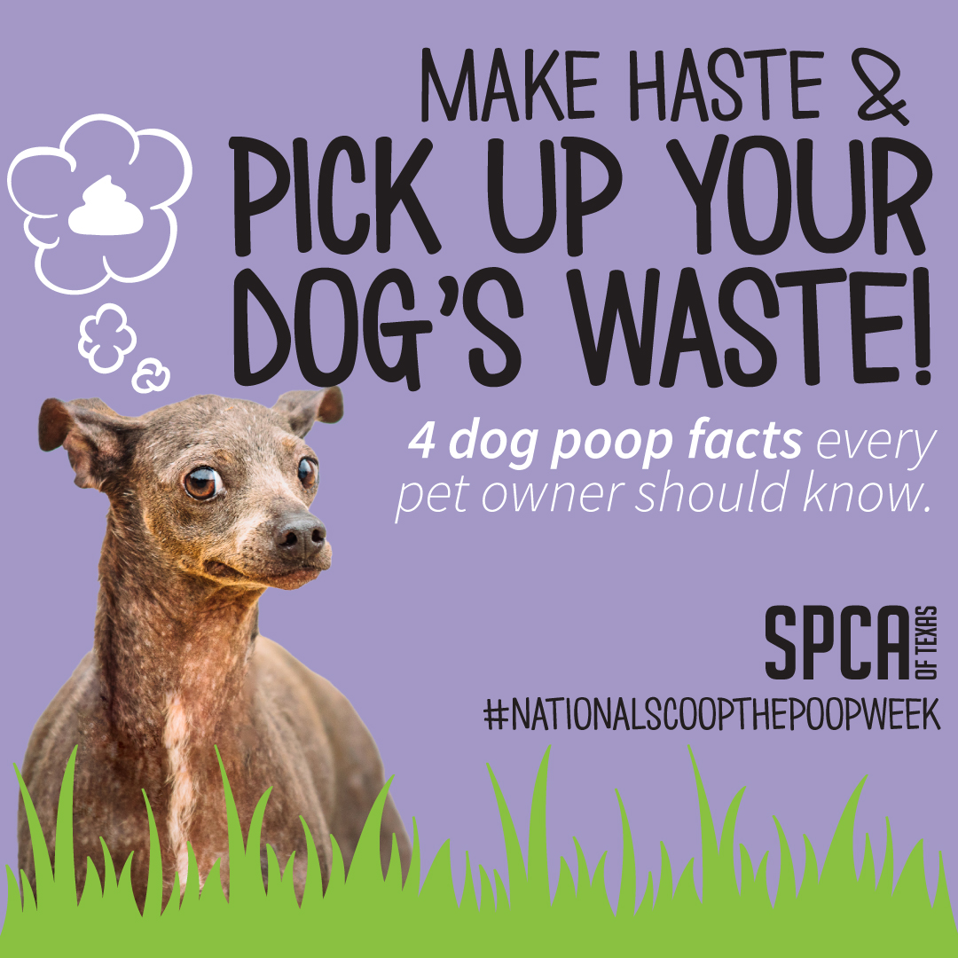 spcaoftexas's tweet photo. It's national scoop the poop week! Here are some stats about why it's so important to pick up after your pet. Let's help keep pets and local water safe! Encourage everyone to #scoopthepoop!
#nationalscoopthepoopweek #scoopthepoopweek #pickupafteryourpet #pettips https://t.co/RciATEZMks