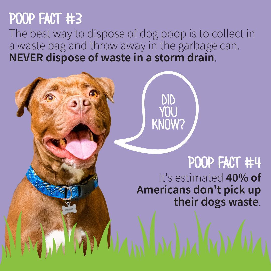 spcaoftexas's tweet photo. It's national scoop the poop week! Here are some stats about why it's so important to pick up after your pet. Let's help keep pets and local water safe! Encourage everyone to #scoopthepoop!
#nationalscoopthepoopweek #scoopthepoopweek #pickupafteryourpet #pettips https://t.co/RciATEZMks