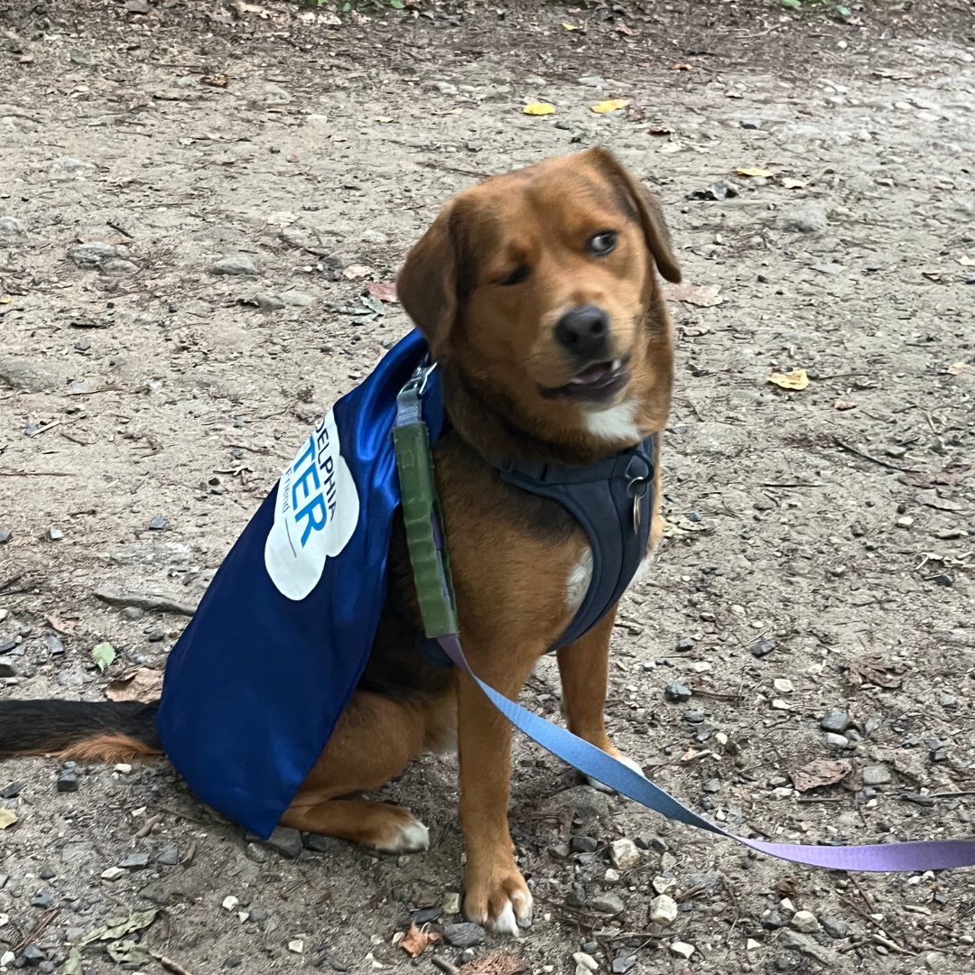 The face @PhillyH2O #SpokesdogPHL Freddy makes when he sees someone not picking up after their pet. #ScoopThePoop💩 🐶For more information visit linktr.ee/PetPollutionOu…
