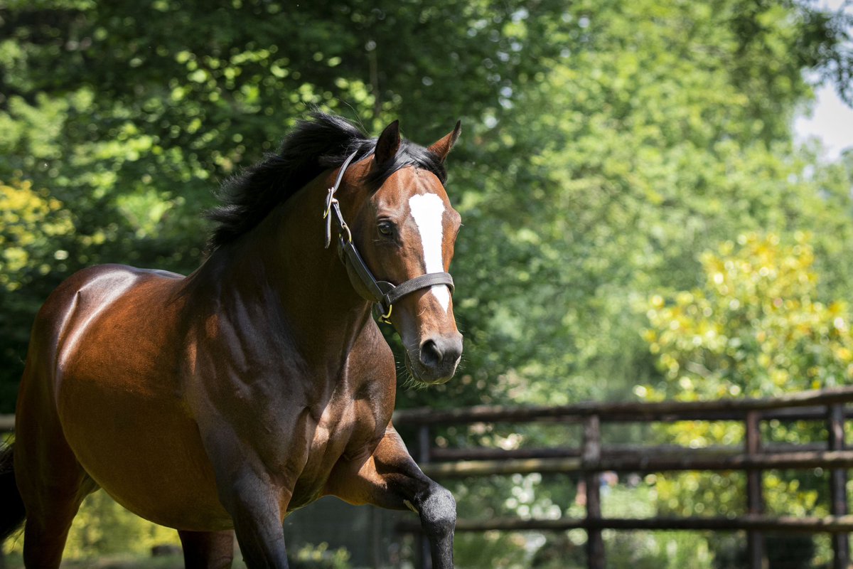 #𝗜𝗡𝗧𝗘𝗟𝗟𝗢 gelding INTELLECT 3yo wins Prix du Pont Neuf listed @paris_longchamp 🇫🇷 Congratulations to all involved 👏🏼