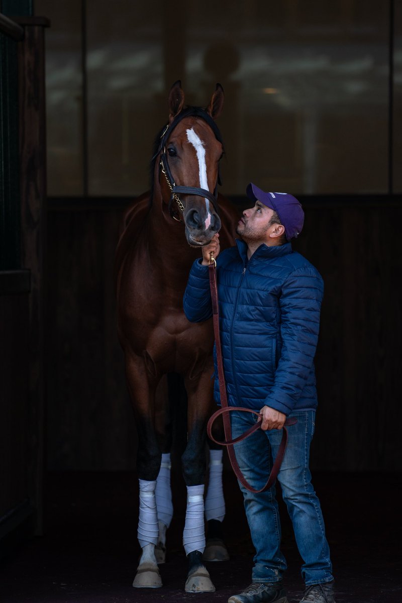 Mystik Dan, by Spendthrift Stallion Goldencents, schooled in the paddock this morning in preparation of the 150th Running of the @kentuckyderby. Will Goldencents snag his 1st Derby victory on the 1st Saturday in May?! 🌹🌹🌹 #KYDerby150 @KennyMcPeek