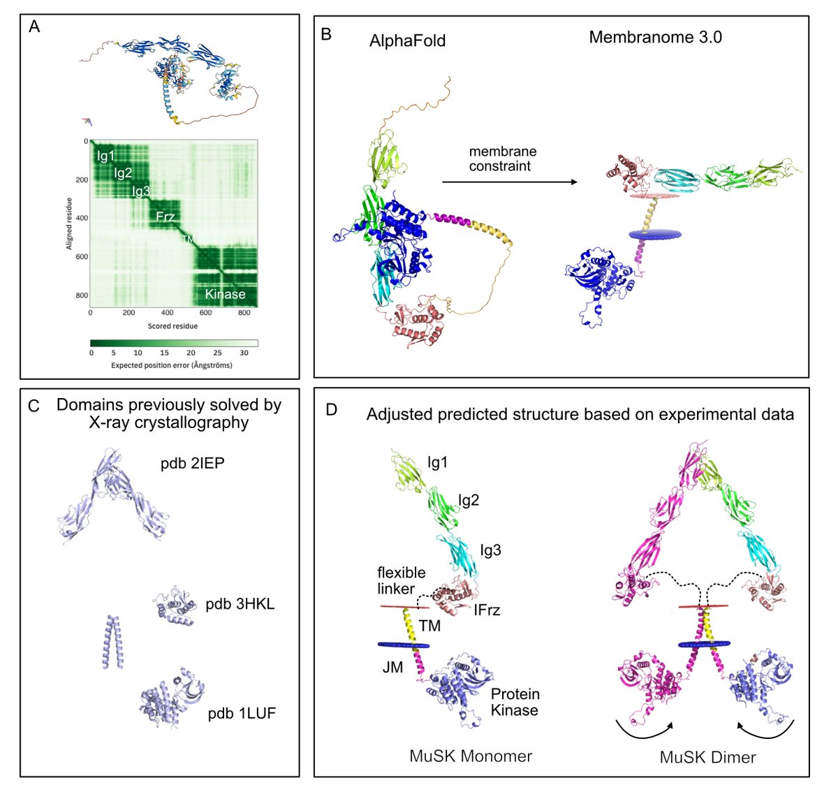 MUSK loss-of-function variants lead to highly variable clinical severity, from fetal loss to adult-onset weakness. @ben_cocanougher et al. develop a protein domain-based logic to explain variable disease onset: cell.com/hgg-advances/f… @HGGAdvances #ASHG