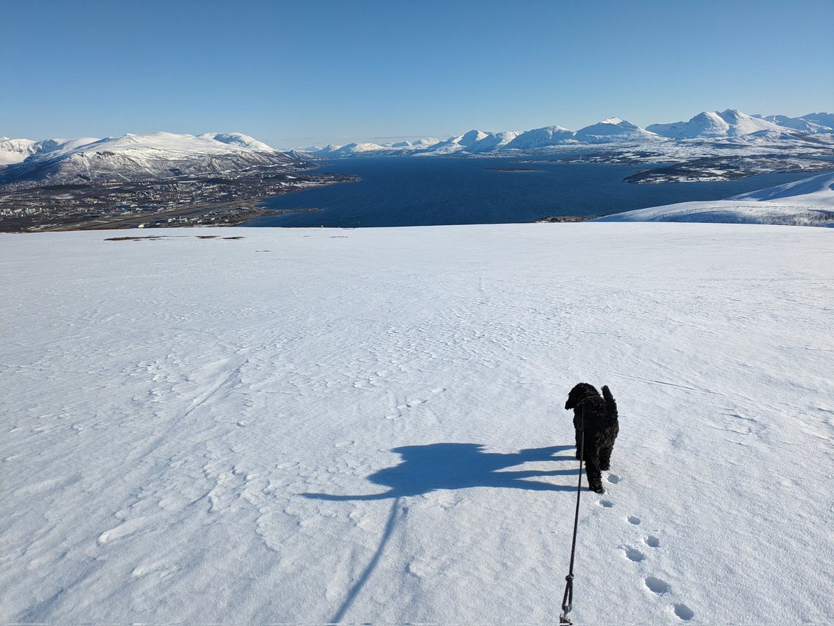 Æ har finere bakgård enn dæ. #hiking #Tromsø #Norway #AustralianCobberdog