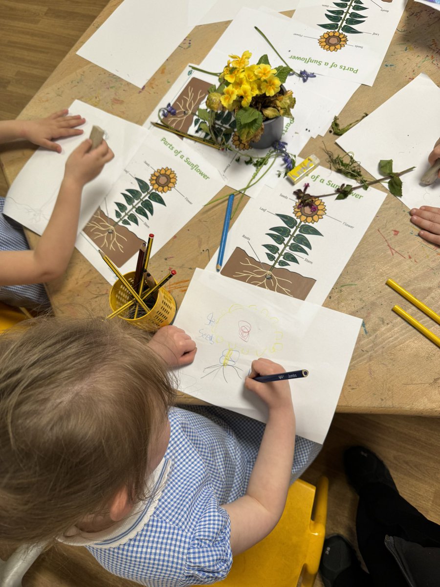 This week, we have been investigating different plants, flowers and seeds. During busy time we have been carefully drawing our own flowers and even labelling the different parts! 🌷 🌱 @Shoreside1234 @MrPowerREMAT