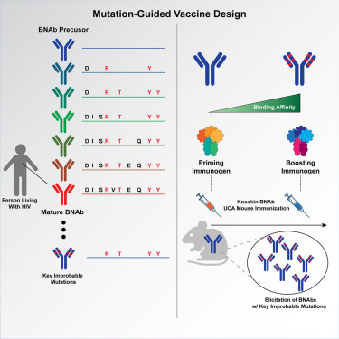 Mutation-guided vaccine design: A process for developing boosting immunogens for HIV broadly neutralizing antibody induction @cellhostmicrobe @lab_haynes cell.com/cell-host-micr…
