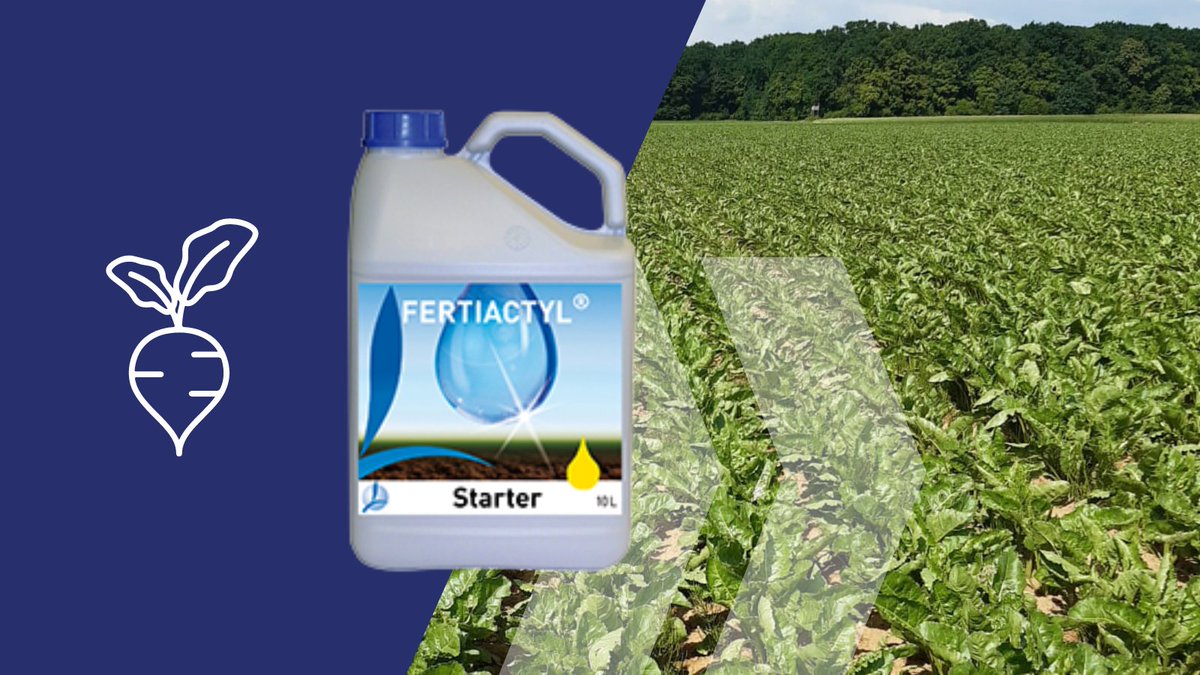 🌱🚀 Take your sugar beet yields to new heights with Fertiactyl Starter! Perfect for the early growth stages, it enhances root development and nutrient uptake. 🌿 Discover how to boost your crop’s health today! #AgTech #SugarBeetGrowth