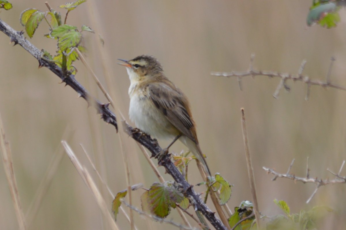 Sedge Warbler belting out his song at Titchwell RSPB today for #BirdsSeenIn2024