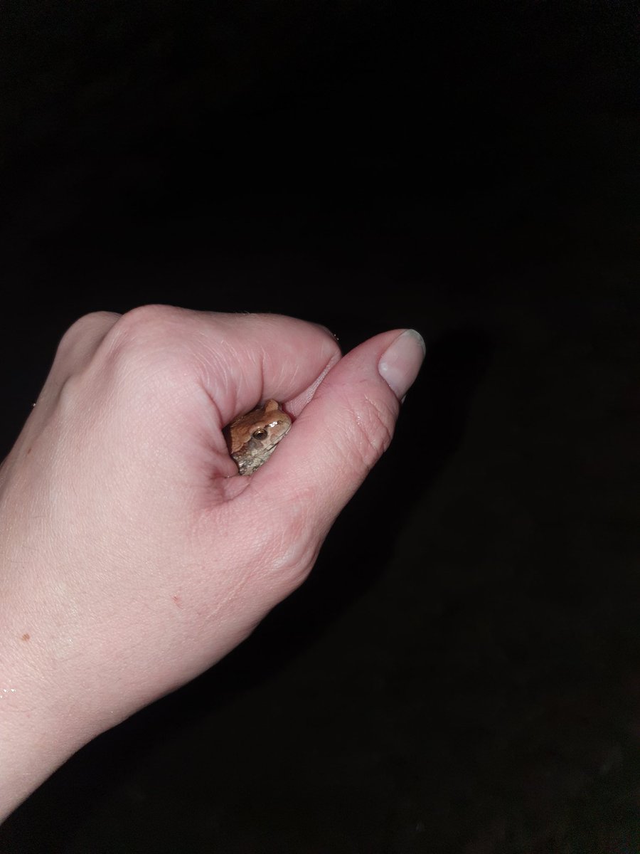 Princess of Dust tweet media