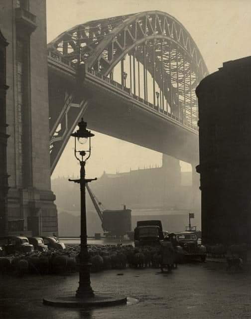 A flock of sheep being herded under the tyne bridge