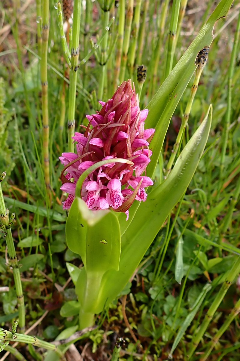 In #Lyevalley #fen we find to our delight our first Early Marsh Orchid Dactylorhiza incarnata is in flower! A dark pink version with typical unspotted leaves. A big reward for all that #scything & raking. Wonder how many more to come. Will we beat last year's total of 50 flowers?