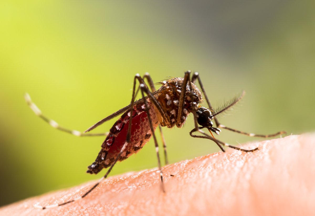 🦟From innovative mosquito control strategies to game-changing research insights, discover how @NRInstitute is helping accelerate the fight against malaria⤵️ nri.org/latest/news/20… #WorldMalariaDay #EndMalaria #WorldMalariaDay2024