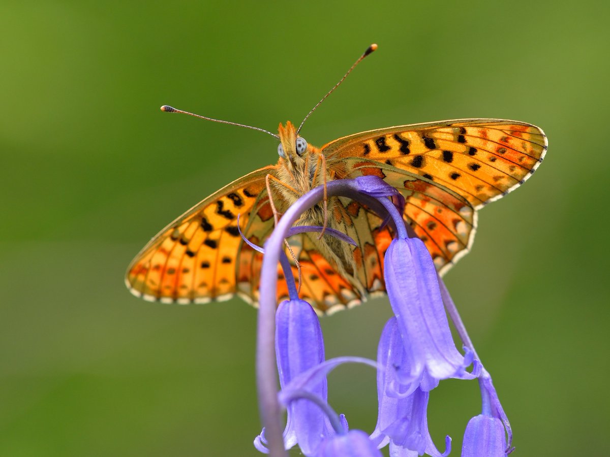 Celebrating the arrival of the 'April Fritillary' 🦋📣 The Pearl-bordered Fritillary (Boloria euphrosyne) is now on the wing, first recorded on the 23rd April in Cornwall. Keep up with all the first sightings as they happen 👉 butterfly-conservation.org/butterflies/fi… 📷: Bob Eade