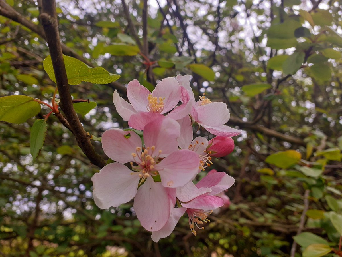 A cloudy walk at lunch time earlier. #Shropshire #DailyWalk #loveukweather #spring