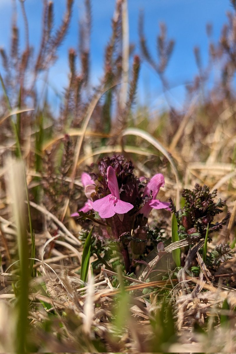 Visited Sligachan SSSI today. The bog pools are teaming with various invertebrates and loads of bog bean on the verge of bursting into flower. Also saw lots of sphagnum moss, bog myrtle and common lousewort. #Peatland #Skye