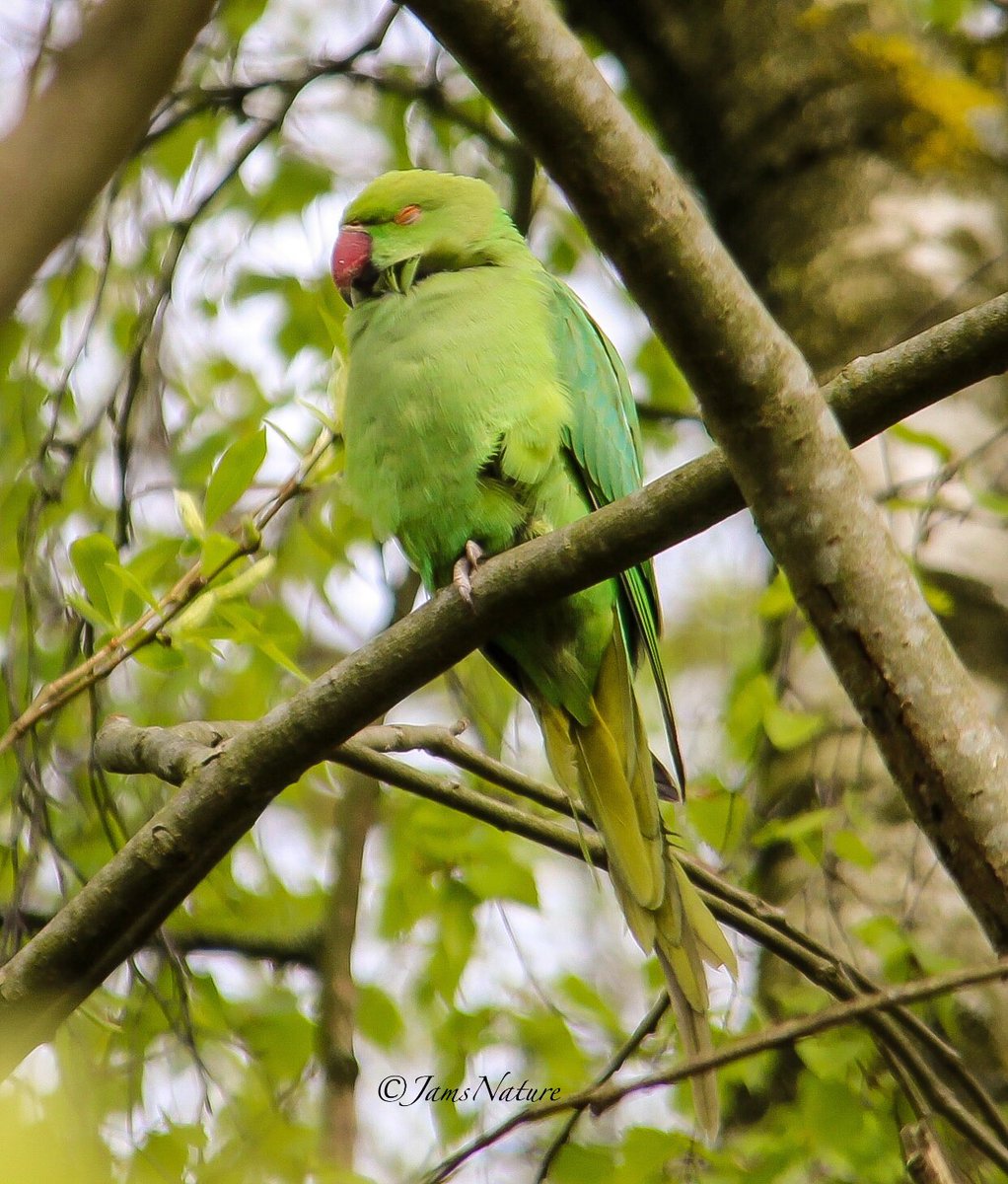 The Billingham parakeets are pretty relaxed as usual, even with all the work going on around the patch @teesbirds1