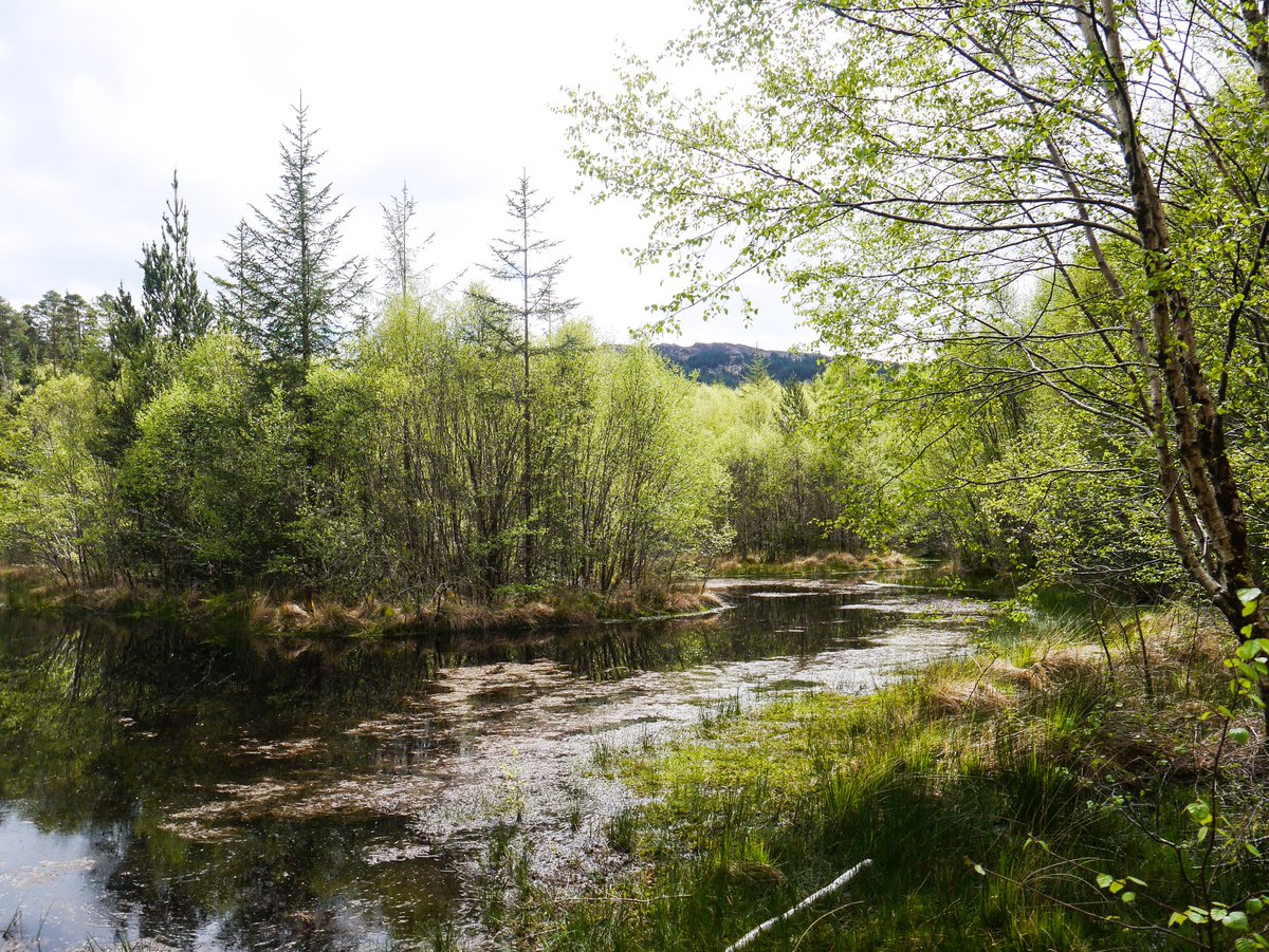 A walk in Glengarriff Woods yesterday.