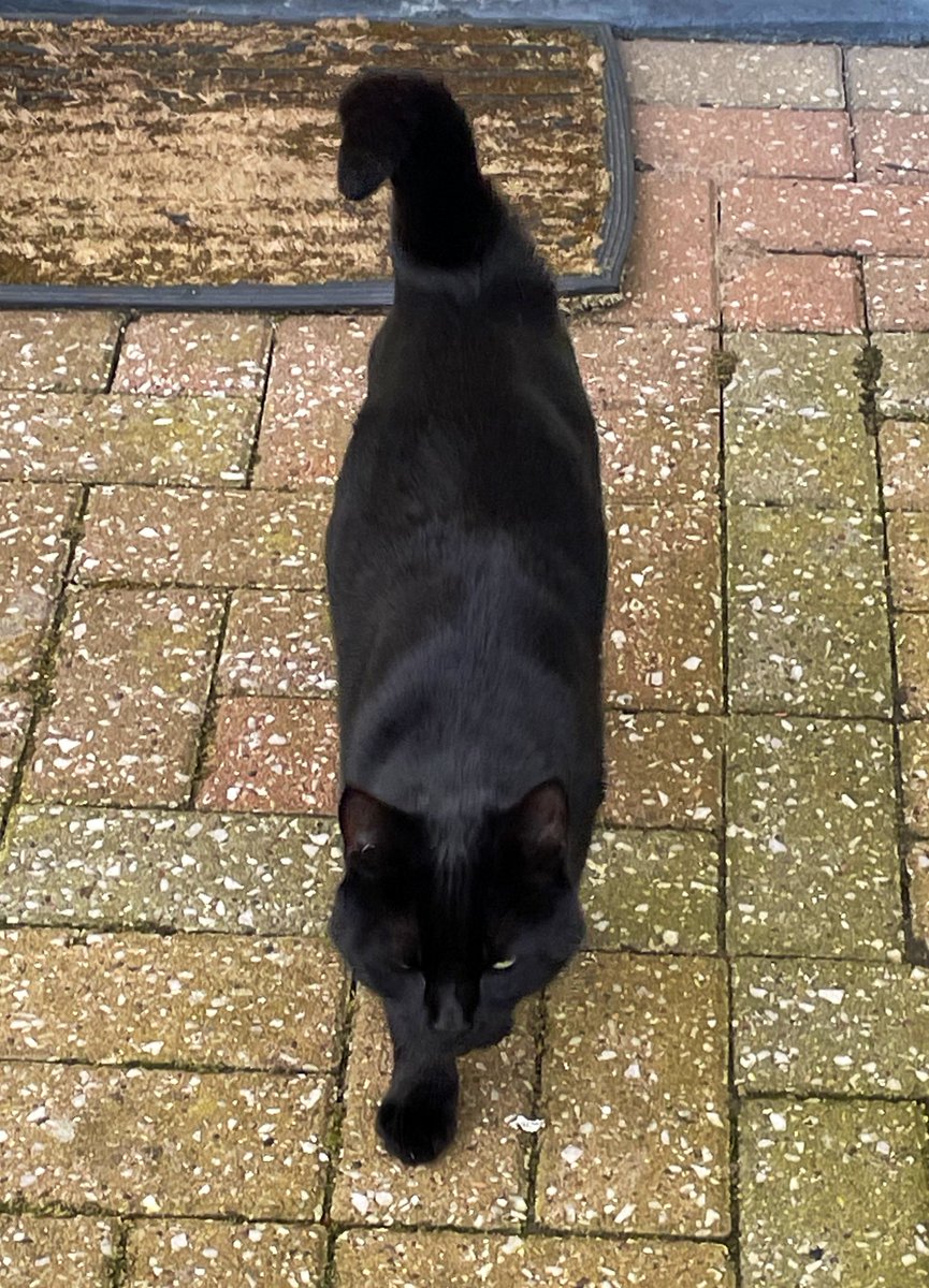 Hi…it’s Jet…Lenny’s hoom’s neighbour in England.

I’m on the prowl 🐈‍⬛ hunting for whatever I find!

#Hedgewatch #ThursdayFun #CatsAreFamily #CatsOnX