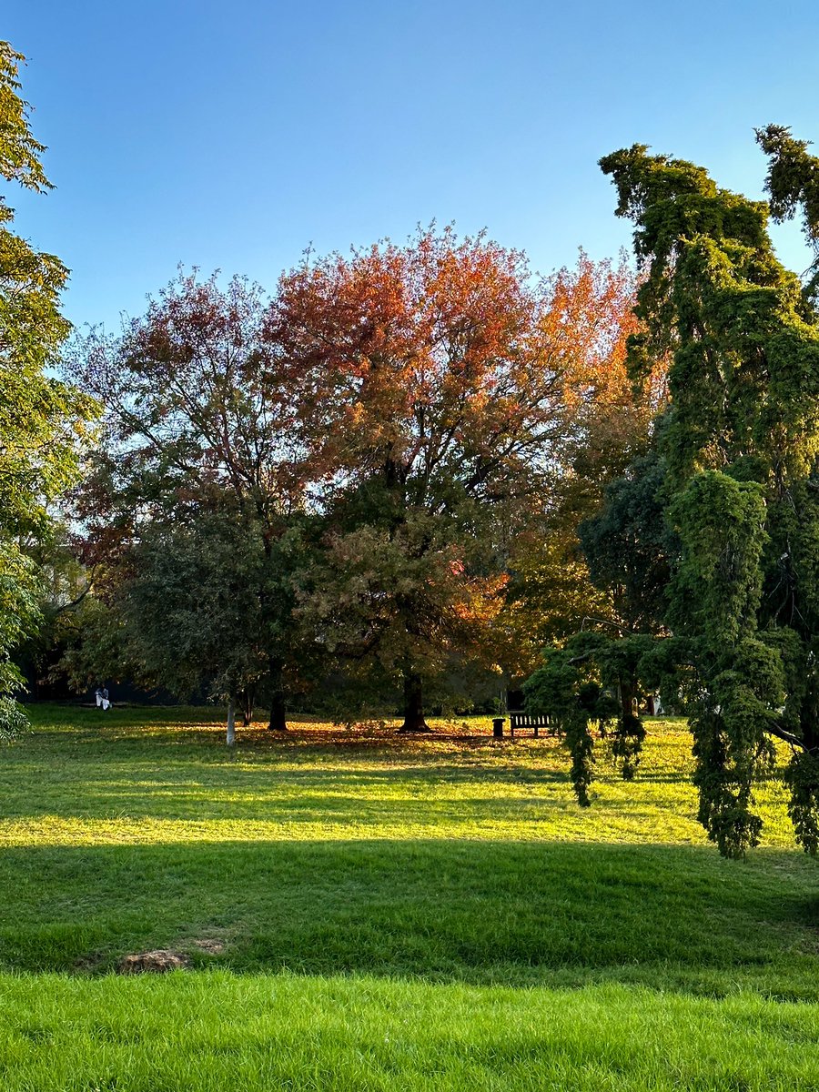 Sunset walks in my neighbourhood is something simple that I love. ☀️🌲