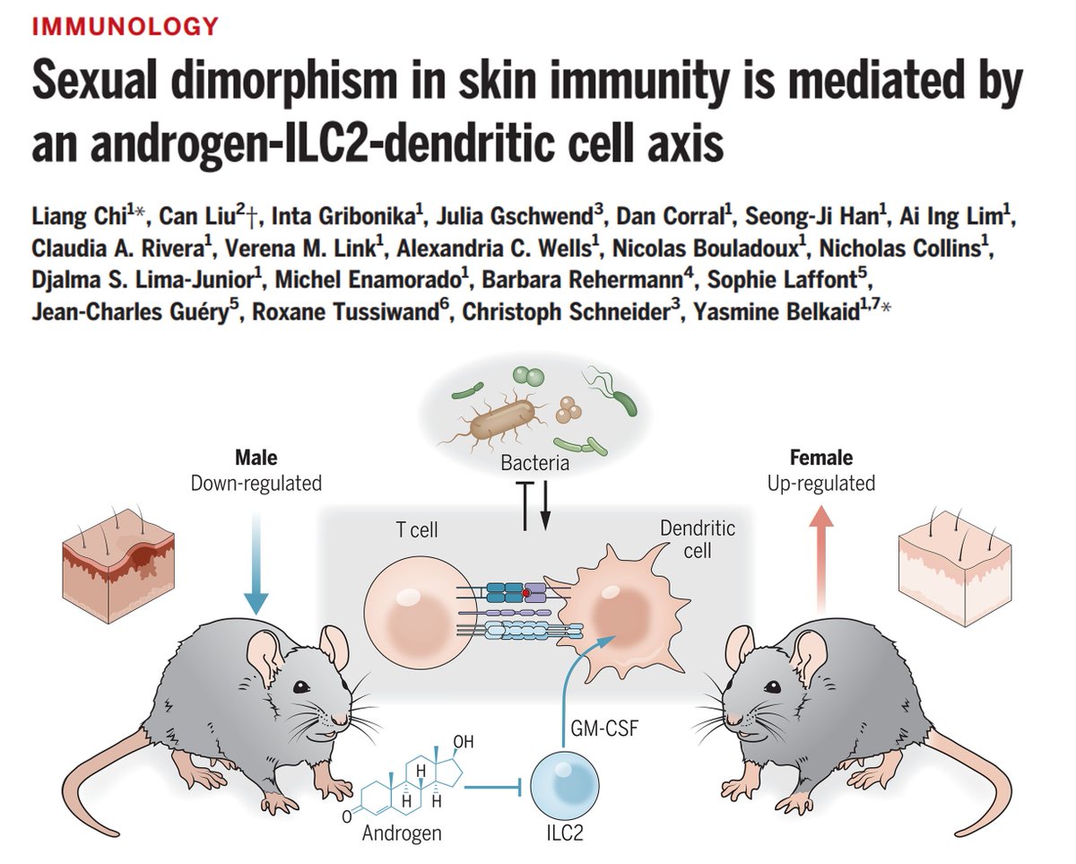 Sarah Ross (@sarah_h_ross) on Twitter photo Lately <a href="/ScienceMagazine/">Science Magazine</a>: Liang Chi, <a href="/BelkaidLab/">Belkaid Lab</a> & colleagues report that differences in the density of immune cells in the skin of male and female mice is linked to male sex hormones, known as androgens, acting on type 2 innate lymphoid cells.
science.org/doi/10.1126/sc… Lately <a href="/ScienceMagazine/">Science Magazine</a>: Liang Chi, <a href="/BelkaidLab/">Belkaid Lab</a> & colleagues report that differences in the density of immune cells in the skin of male and female mice is linked to male sex hormones, known as androgens, acting on type 2 innate lymphoid cells.
science.org/doi/10.1126/sc…
