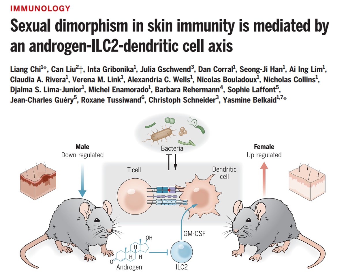 Lately @ScienceMagazine: Liang Chi, @BelkaidLab & colleagues report that differences in the density of immune cells in the skin of male and female mice is linked to male sex hormones, known as androgens, acting on type 2 innate lymphoid cells. science.org/doi/10.1126/sc…