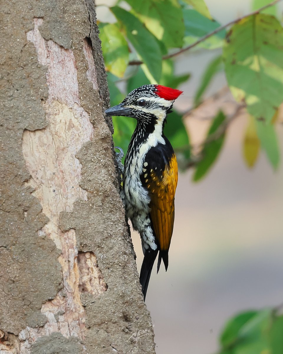 Flaming beauty - A Black-rumped flameback up close. Taken in @mytadoba @incredibleindia with @CanonUKandIE #eosr3 #rf100500lis @WildlifeMag @DiscoveryUK @wwf_uk #TwitterNatureCommunity #wildlifephotography #nature #indianwildlife @_BTO @MerlinBirdID #birdwatching