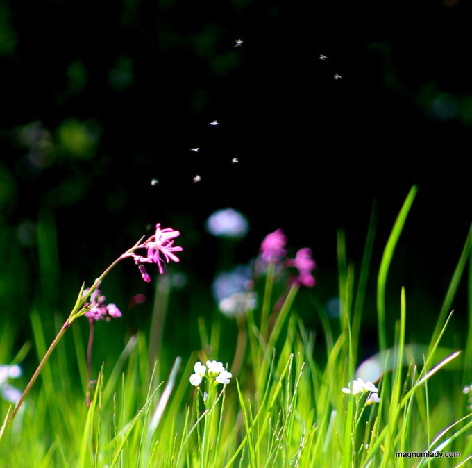 'The world is full of magic things, patiently waiting for our senses to grow sharper.' - WB Yeats #poetrydayIreland