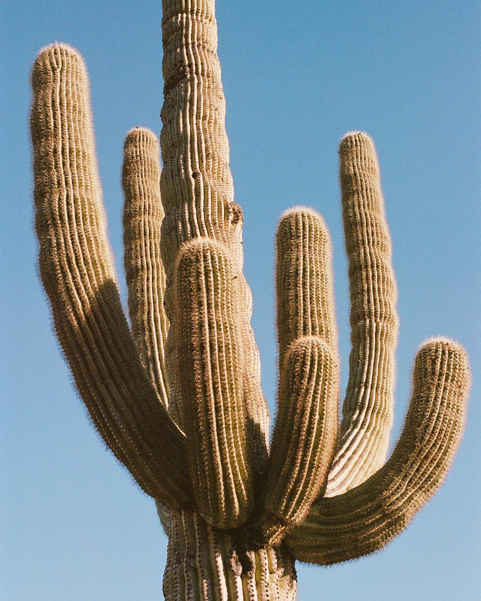 Saguaro views 🌵⁠
⁠
📷 @kessel.cherney⁠
.⁠
.⁠
.⁠
⁠
#richardphotolab #filmlab #analog #shootfilm #filmphotography  #shotonfilm #prophotolab #profilmlab #filmforever #filmfeed #filmtones #filmprocessing #grainisgood #ishootfilm #madewithkodak #portra400 #kodakmoments