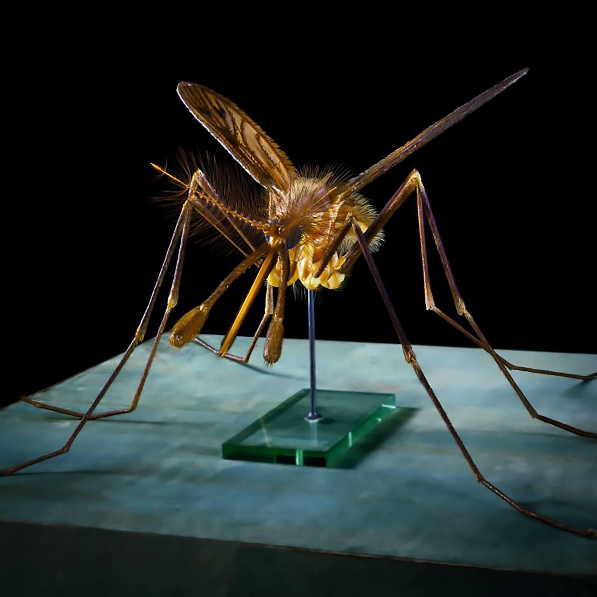 AMNH's tweet image. Have you ever noticed this gigantic mosquito at the Museum? It&apos;s a scaled-up (47x larger than life) model of Anopheles maculipennis, one of a handful of mosquitoes responsible for malaria transmission in humans. When this model debuted in 1917, the idea that the mosquito, not…