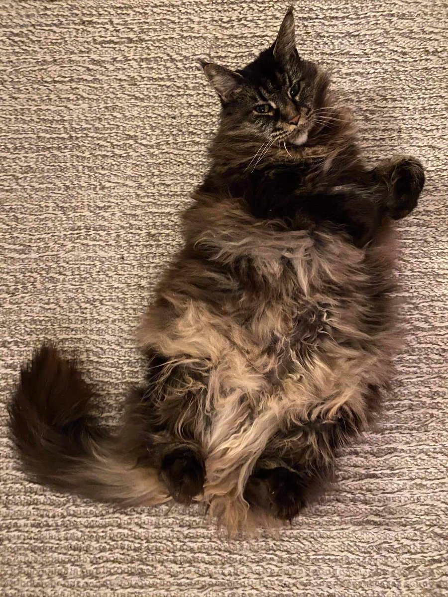 SmallLittleMew's tweet photo. @ItsRayina 🥰 https://t.co/2PiULIiLDn