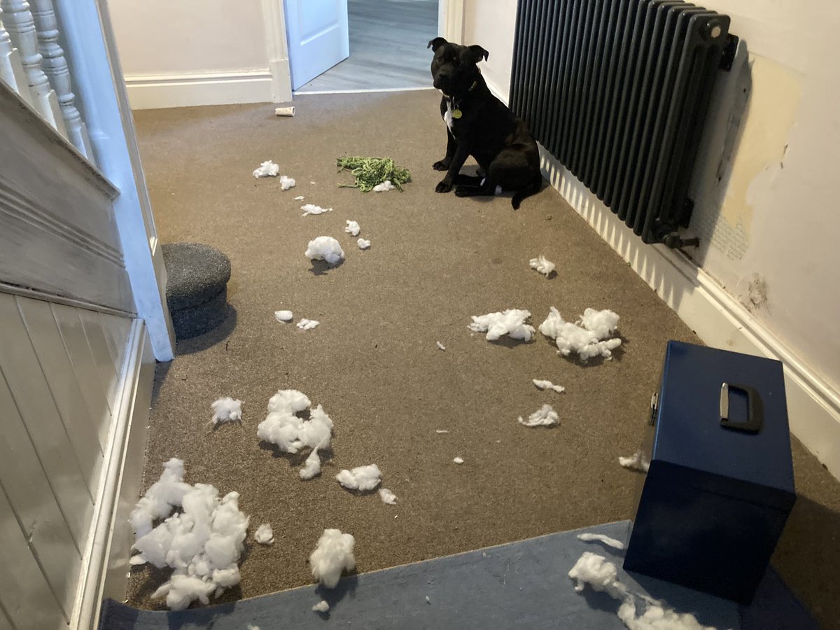 It might be time to get Reg a new bed…..he’s just eaten most of his last one🤨