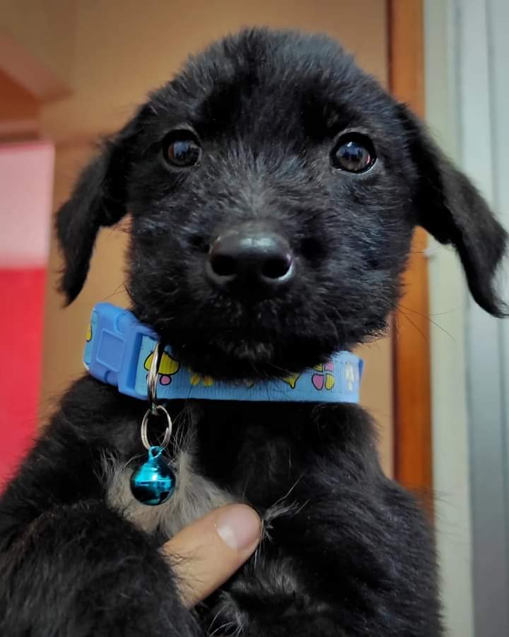 @AnimalParaiso Cachorrito abandonado busca  Familia  vecin@s  encontraron a este pequeño deambulando por Av.Rodelillo, lo habían dejado amarrado a una bolsa de basura se encuentra en el CECO Rodelillo Valparaiso y ya lo despulgamos, también lo estamos desparasitando