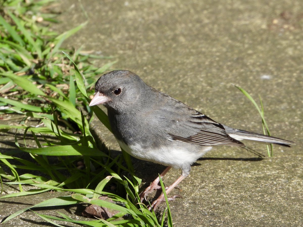 Dark-eyed junco, Hartlepool Superb little North American showing well 17:25 this evening. Good to catch up with @MalleyAndrew @Dibber180 @HarveySherwood8 @TheCreek178 @WildFozzy and many others. @teesbirds1 @nybirdnews @DurhamBirdClub @BirdGuides @NatureUK 🇬🇧 Life ✅ #292.