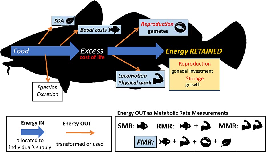 This article reviews the otolith-isotope method for estimating field metabolic rate, providing links to higher levels of biological organisation, and informing modelling aimed at mitigating climatic and anthropogenic threats. 

Read it here: doi.org/10.1093/conphy…