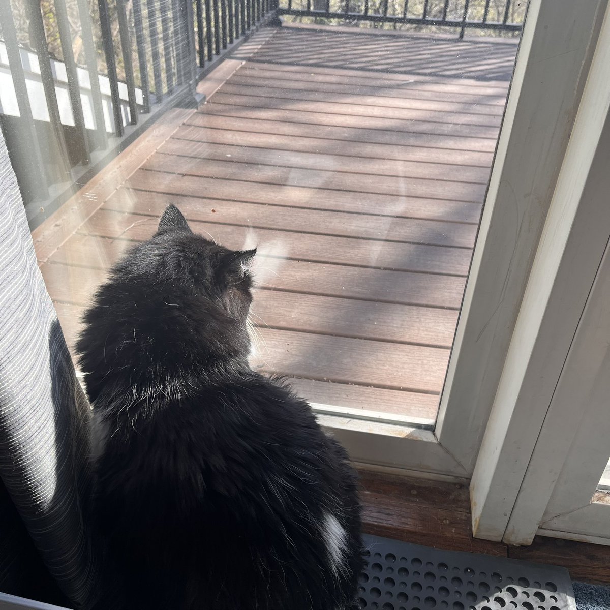 This is Clyde.  He’s enjoying the birdies and the sun on his birthday.  He’s 19 years old today.  He’s an old guy.  He tends to sleep a lot now.  I adopted him when he was 13.  He’s been a wonderful senior cat!
#clyde #seniorcat #adopted